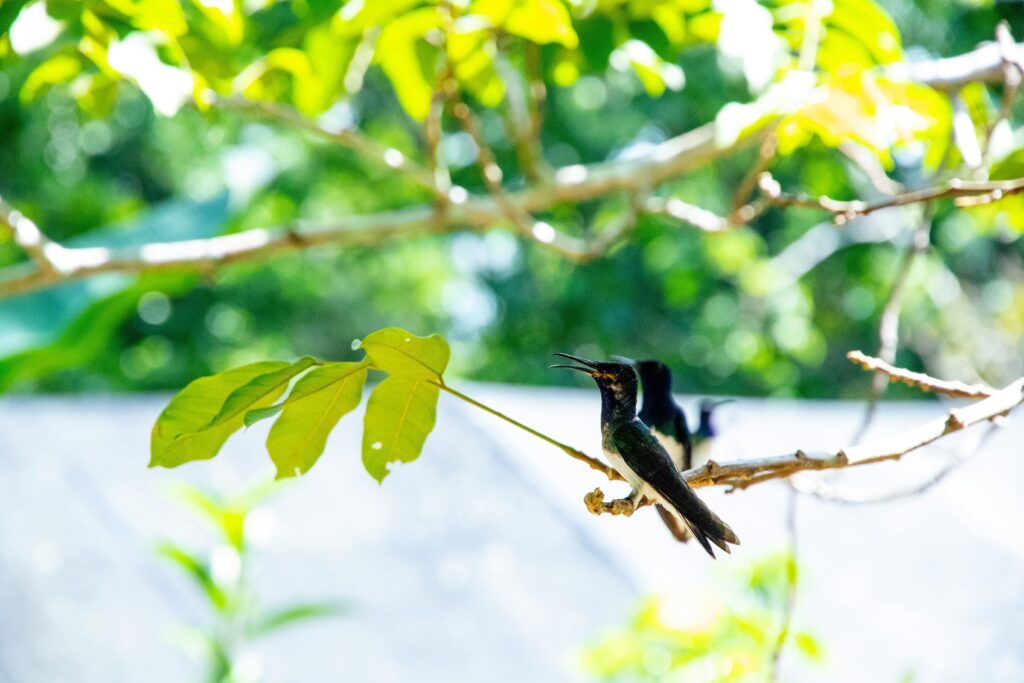 Belice_vidasilvertre